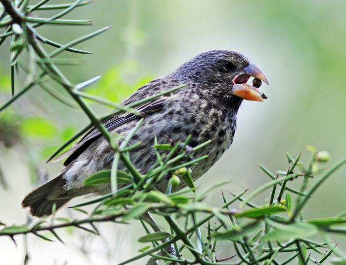 Darwin's Finch