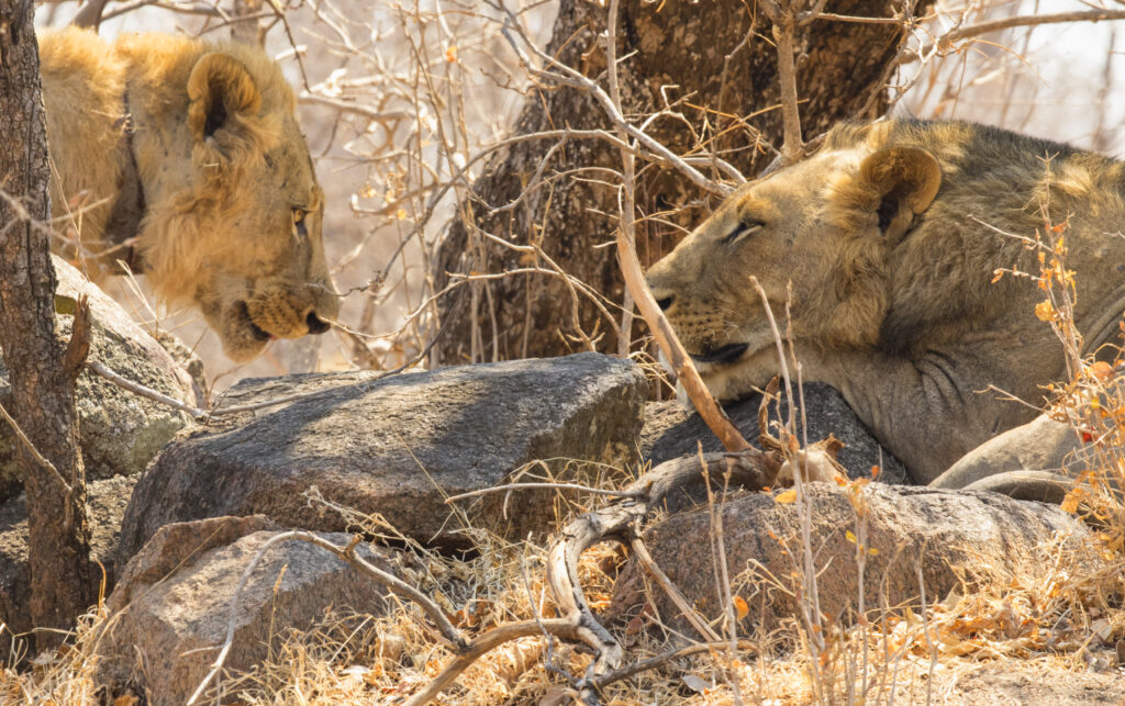 two maneless male lions are sitting on dry grass. the other resting his head on a rock.